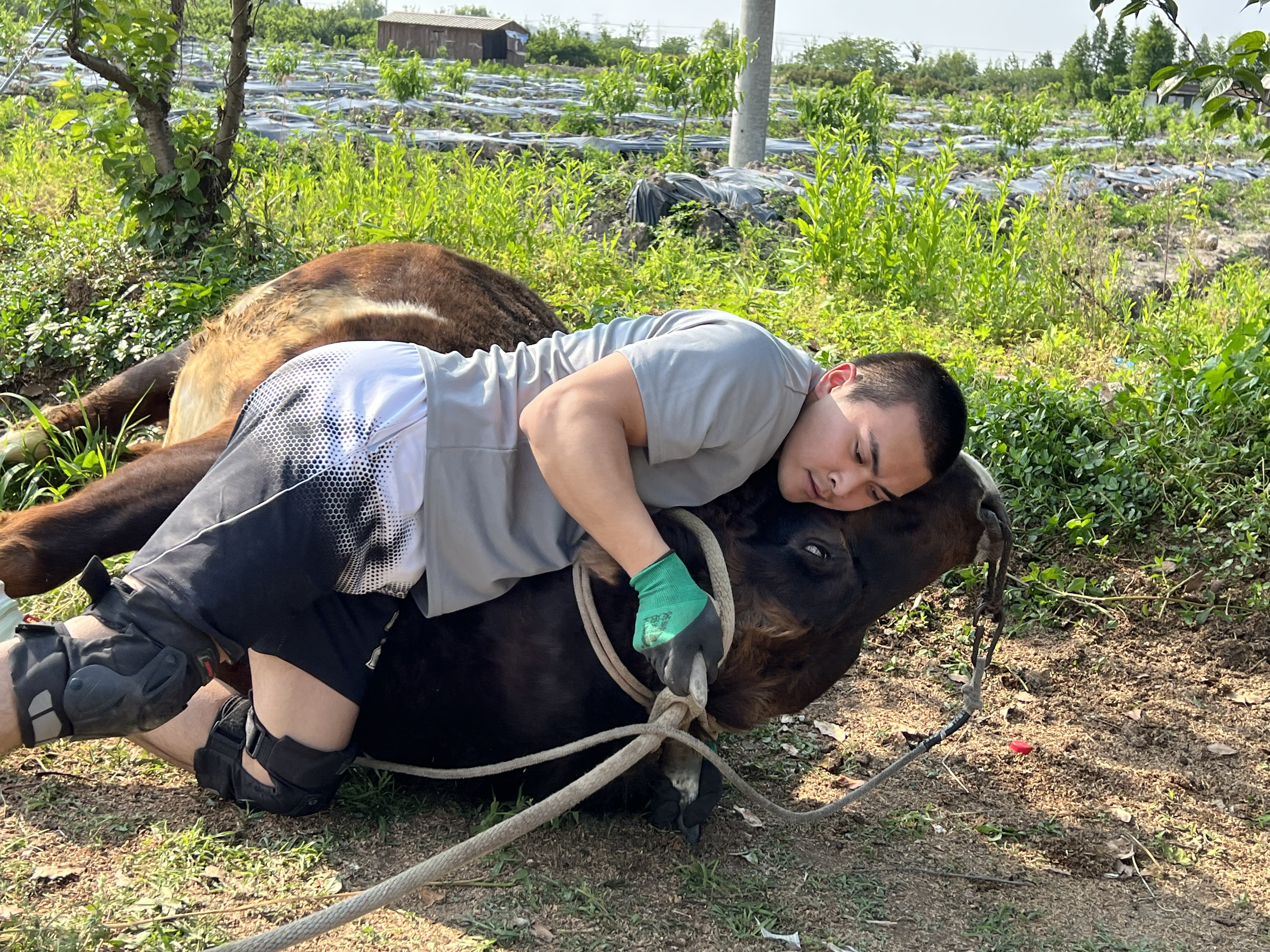 掼牛成功_20220509022224_副本